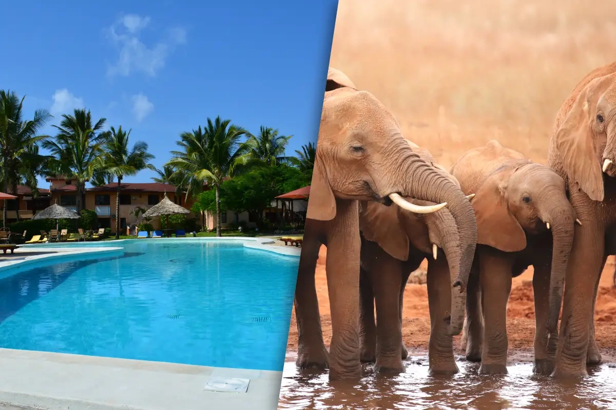 Safari_Ngutuni_et_Sejour_au_Kappa_Club_AHG_Lion_Beach_Resort_4nl.webp