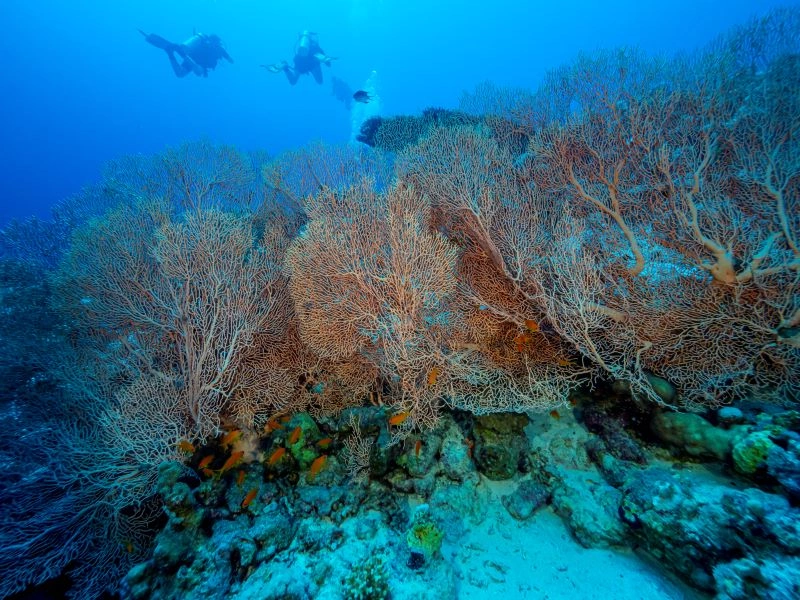 Snorkelling001.jpg