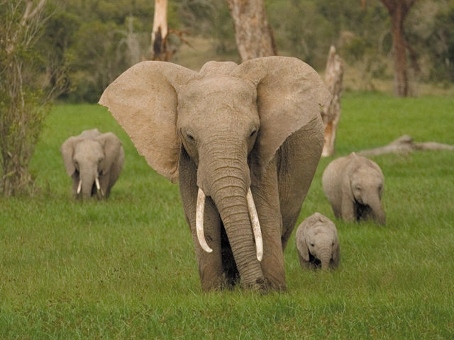 Kenya-3.jpg