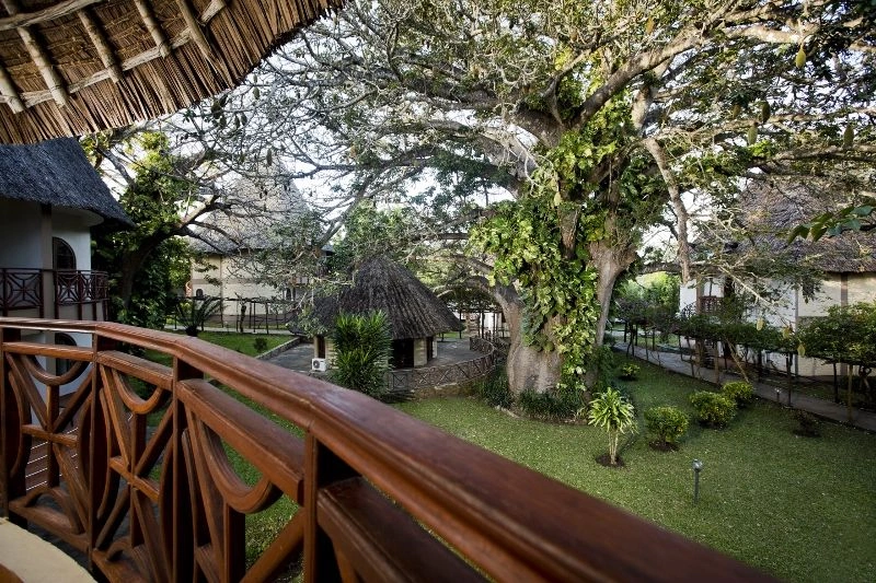 Paradise_Superior_Baobab.jpg