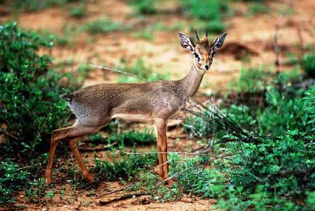 Dik Dik - Samburu.jpg