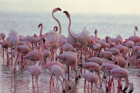 Flamingos.jpg