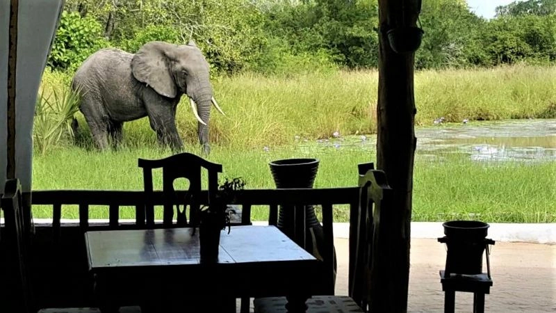 restaurant--africa-safari-selous_49651552302_o_50275395451_o_(800x450).jpg