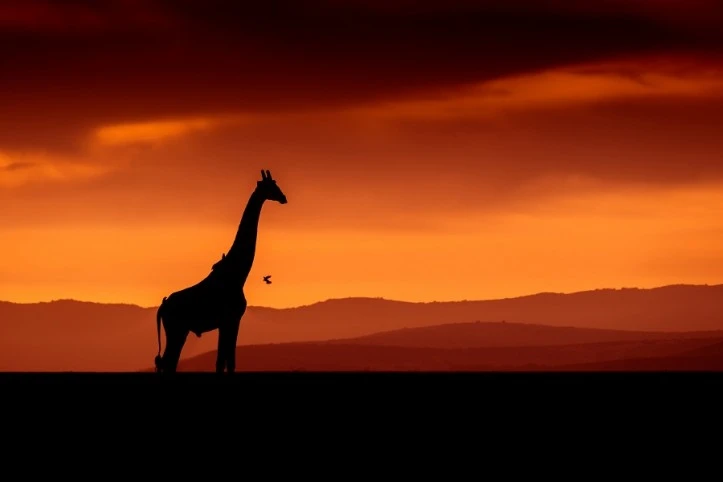 Sur les Terres indomptées du Kenya - Safari d'exception et plages idylliques 