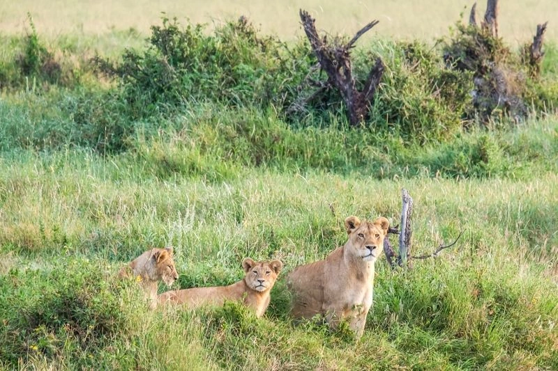 Séjour à l'Aldiana Club Kwanza 5* & Safari Selous 1 nuit