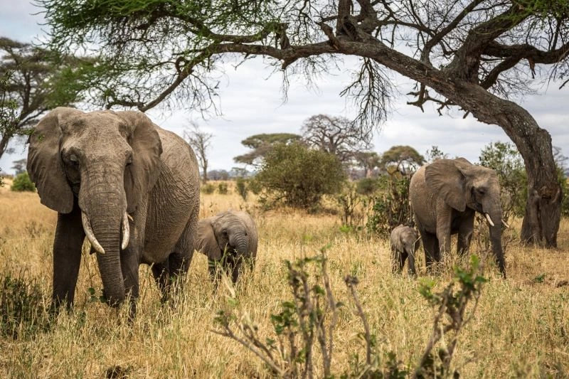 Séjour au Dream's Bay Beach Hotel 4* & Safari Selous 2 nuits