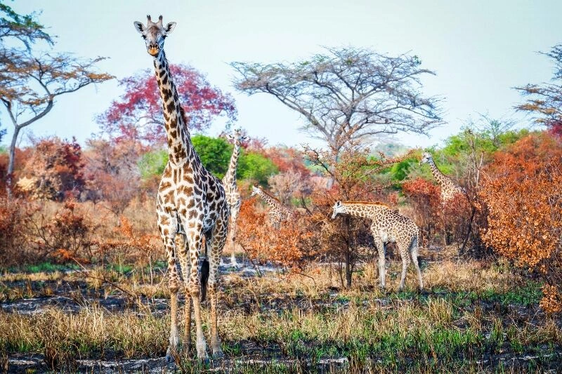 Séjour Palumbo Mnemba viex & Safari Saadani 2 nuits