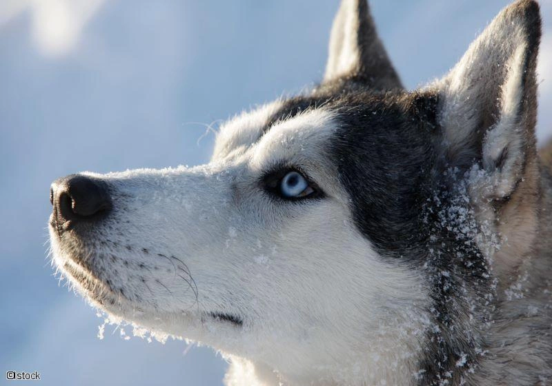 2026 - Réveillon au Québec - L'Hiver au Cap au Leste - 50 personnes maximum