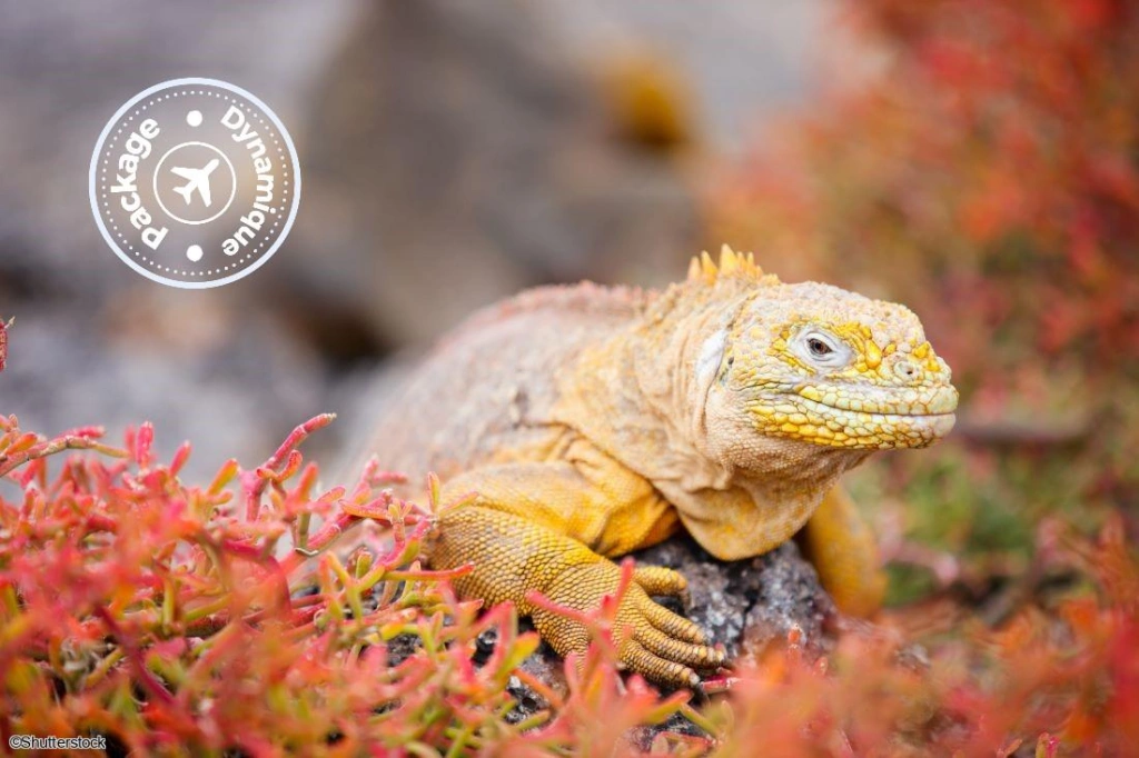2027 - Circuit Des Andes d'Equateur aux îles des Galapagos - Vols flexi - 16 personnes maximum