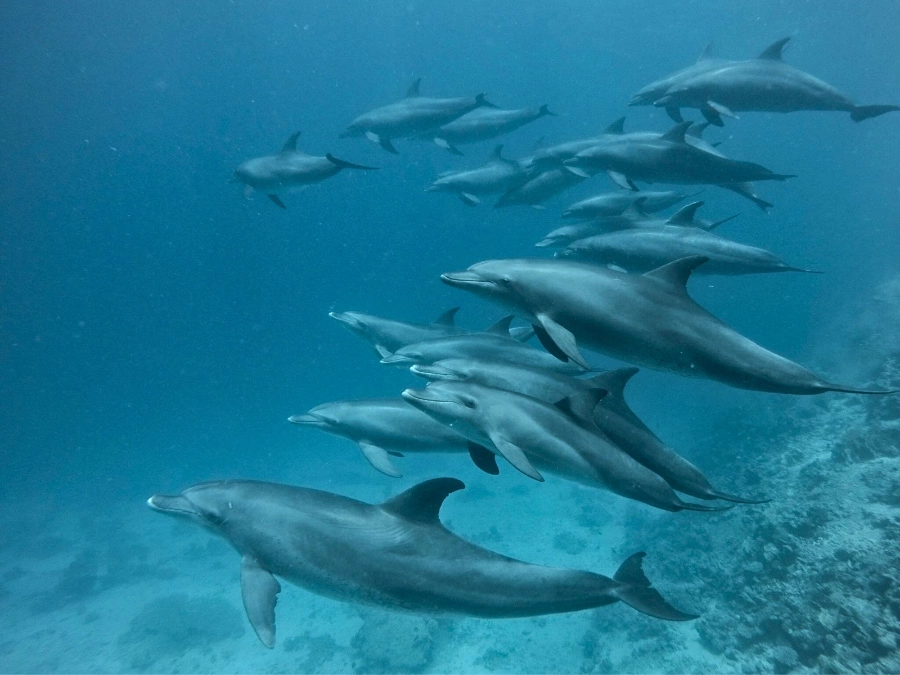 dolphin_house_main_4db57_lg.jpg