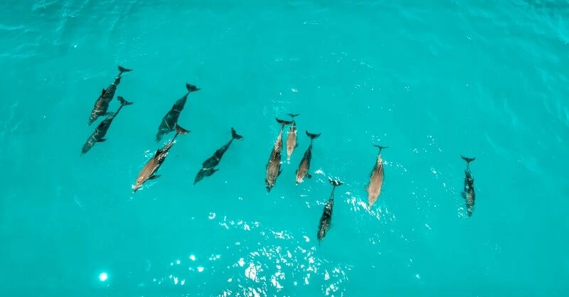 Dauphins__Zanzibar_AdobeStock_211435116.jpg