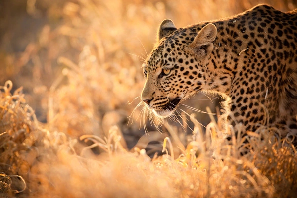 Circuit Toutes les richesses d'Afrique du Sud en privatif ***