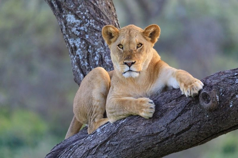 Safari Saadani 1 nuit et Séjour au Anaya Club Zanzibar 5*