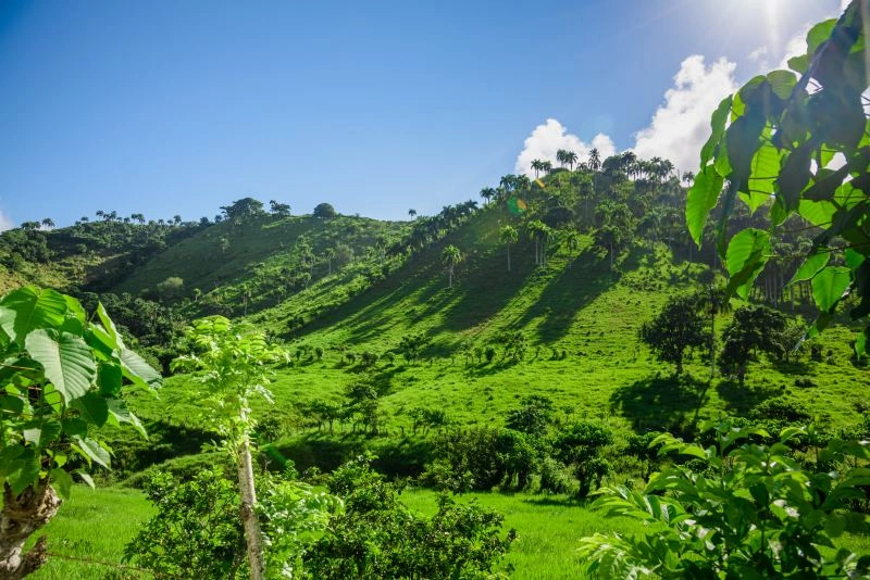 paysage_jungle_AdobeStock_301560415.jpg