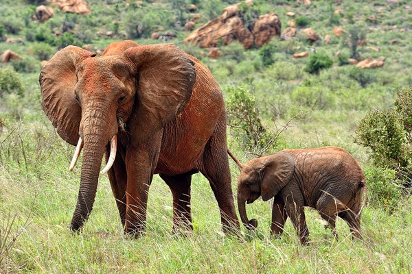 Combiné circuit et hôtel Neptune Palm Beach Boutique Resort & Spa 4*sup avec 1 nuit Tsavo Est
