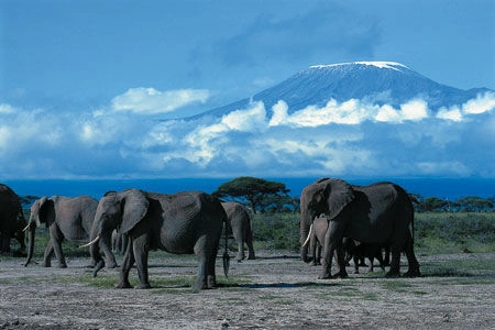 Safari Tsavo East - Amboseli - Tsavo West 3 nuits et Séjour au Neptune Palm Beach Boutique Resort & Spa 4*nl