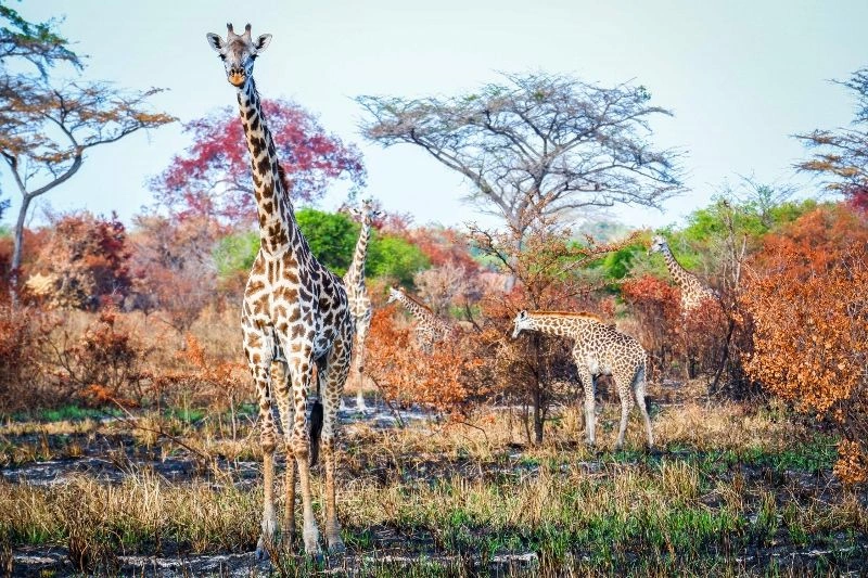 Séjour Toa Hotel & Spa 5* & Safari Saadani 3nuits