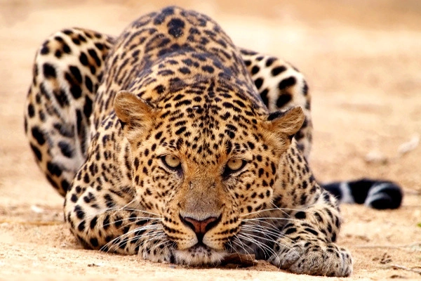 Combiné circuit et hôtel Diamonds Bijoux Zanzibar 5* avec 1 nuit au Parc de Selous