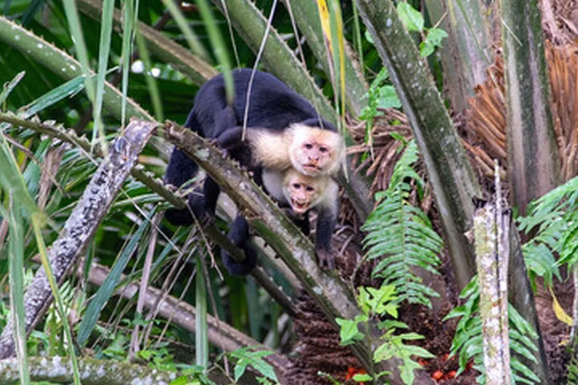 09-Singes-Cano-Negro.jpg