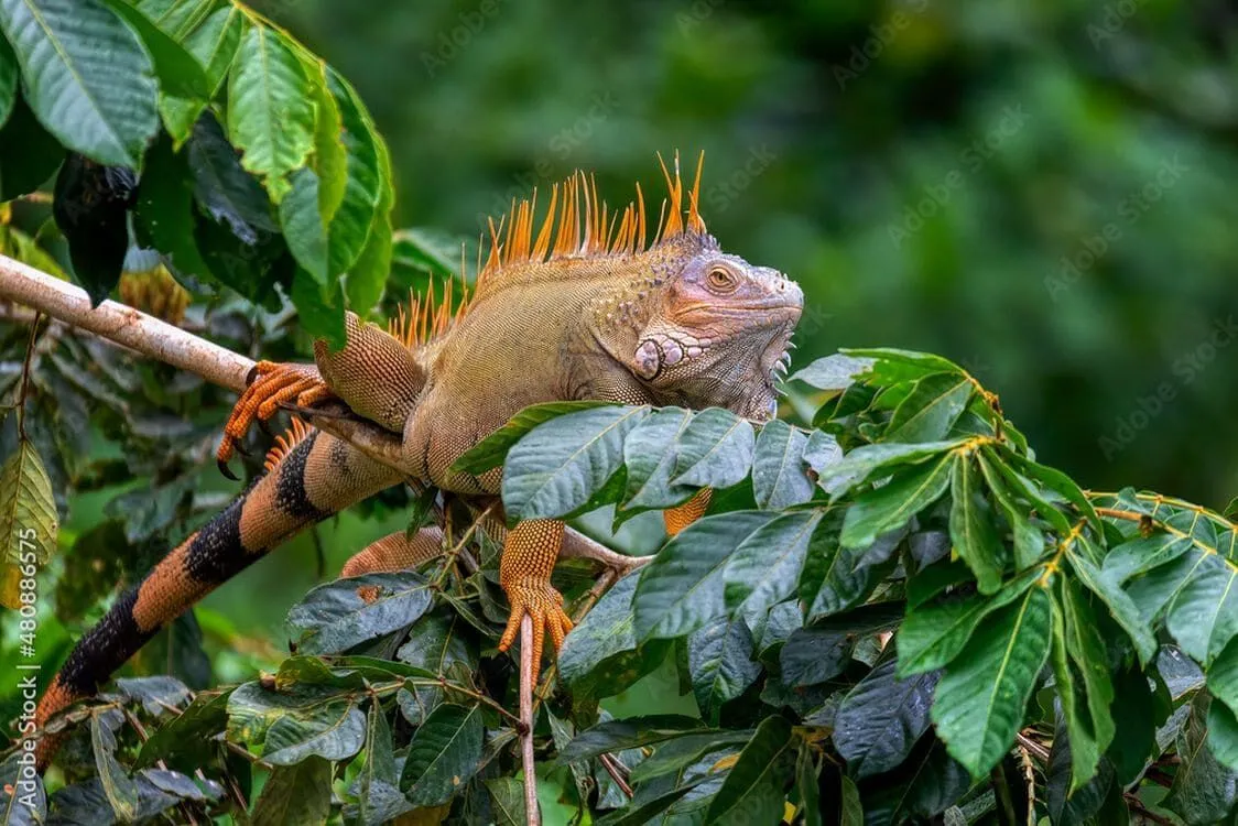 10-Iguanes-Cano-Negro.jpg