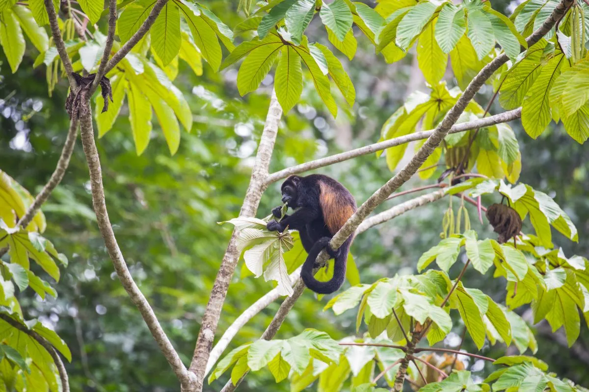 03_Tortuguero.jpg