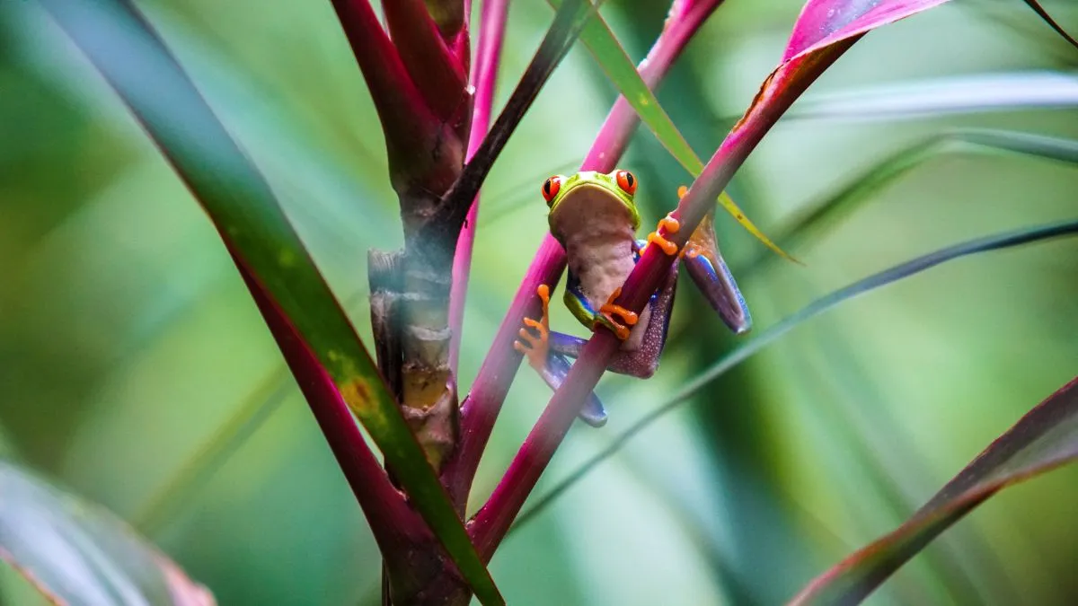 05_Tortuguero.jpg