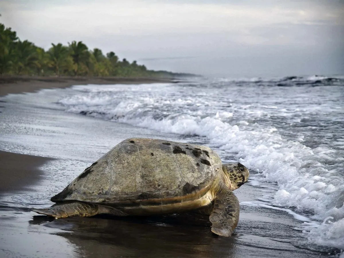 01_Tortugueros.jpg