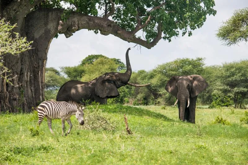 Tarangire_AdobeStock_210044985.jpg