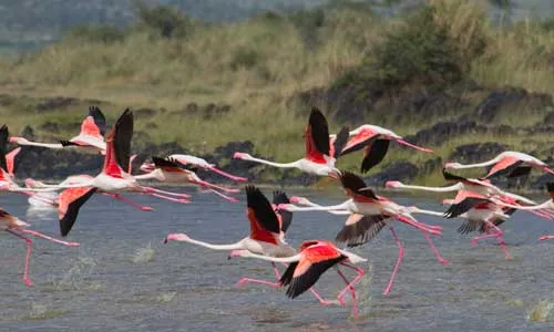 Safari 4 nuits Ngorongo, Tarangire et Manyara et Séjour au Aldiana Club Kwanza 5*