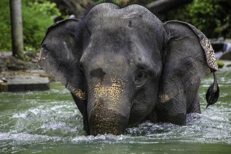 dominique20-asian-elephant-2439184_1280.jpg