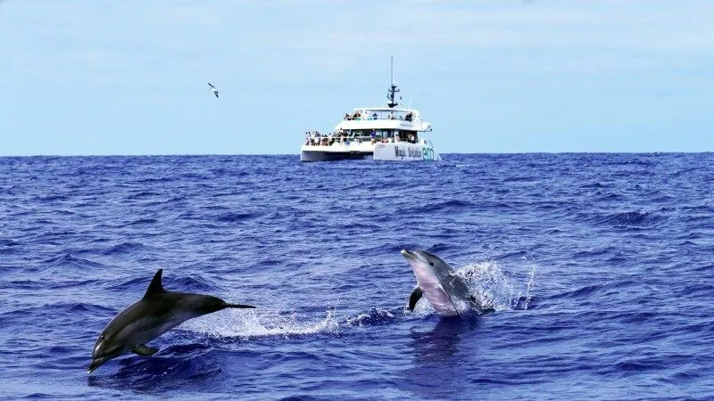 MAgic_Dolphin.jpg