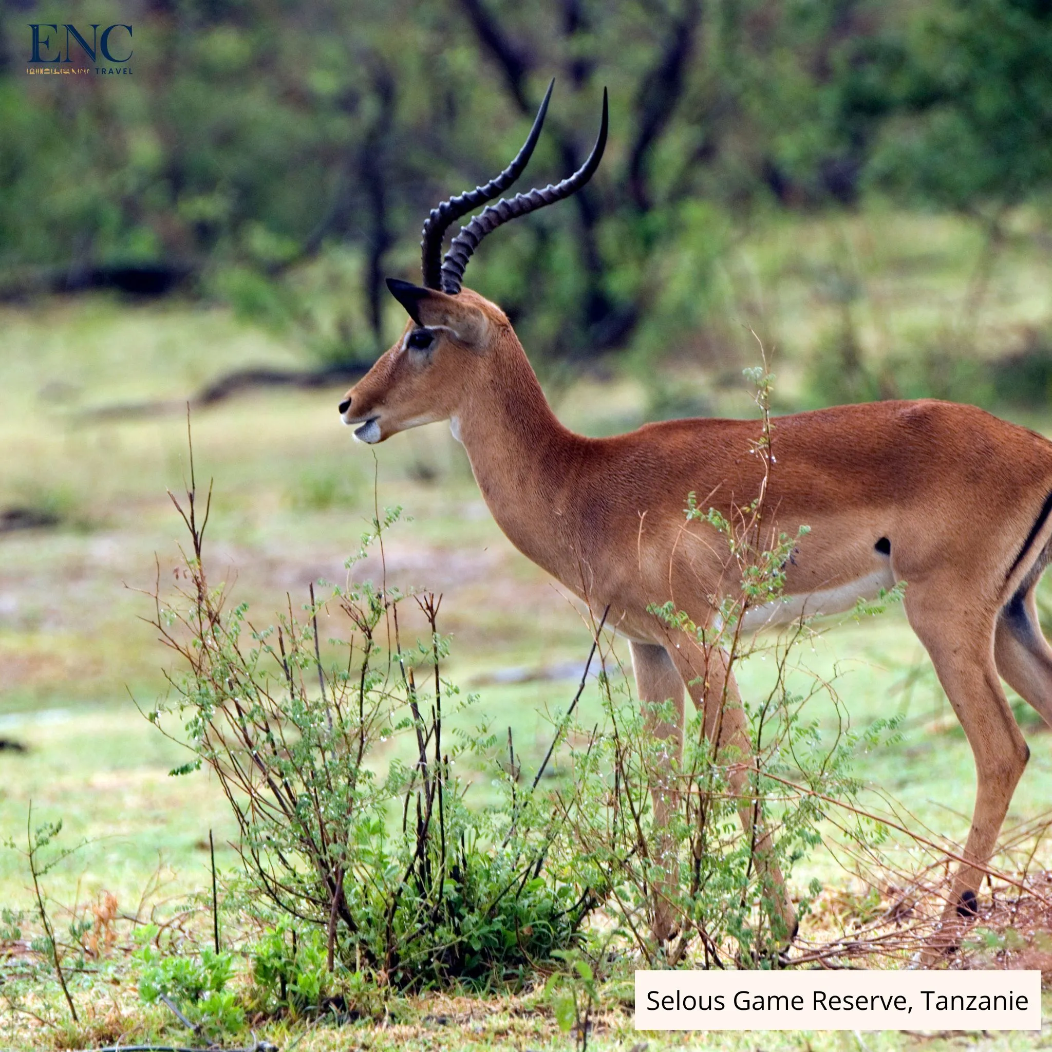selous_game_reserve6.jpg