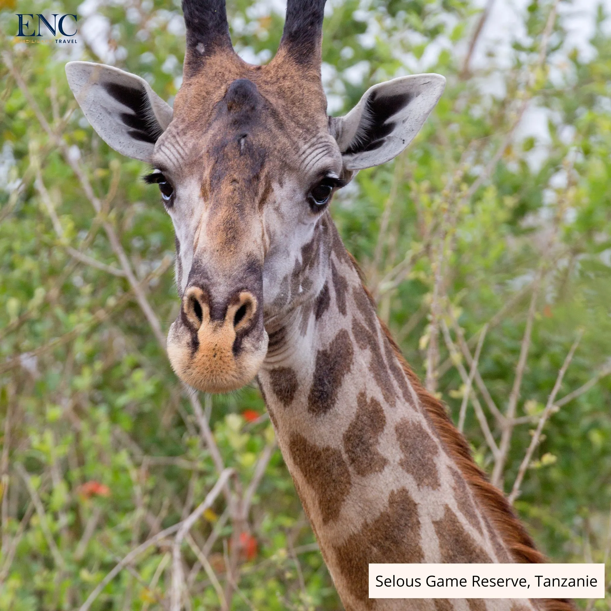 selous_game_reserve7.jpg