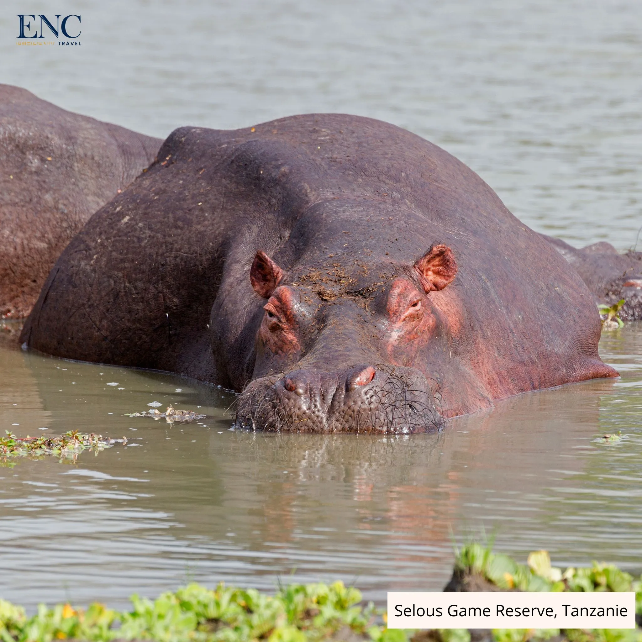 selous_game_reserve2.jpg