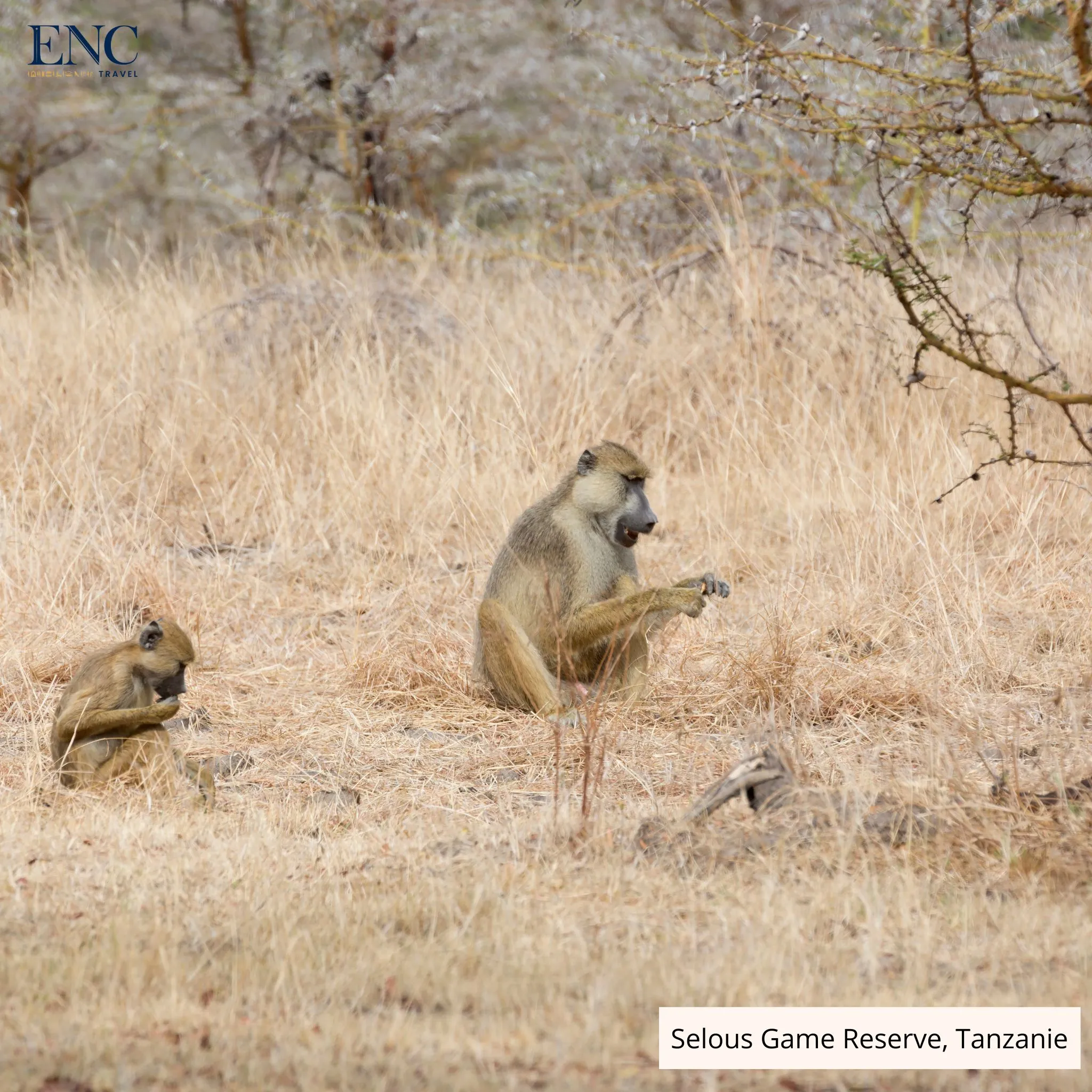 selous_game_reserve4.jpg