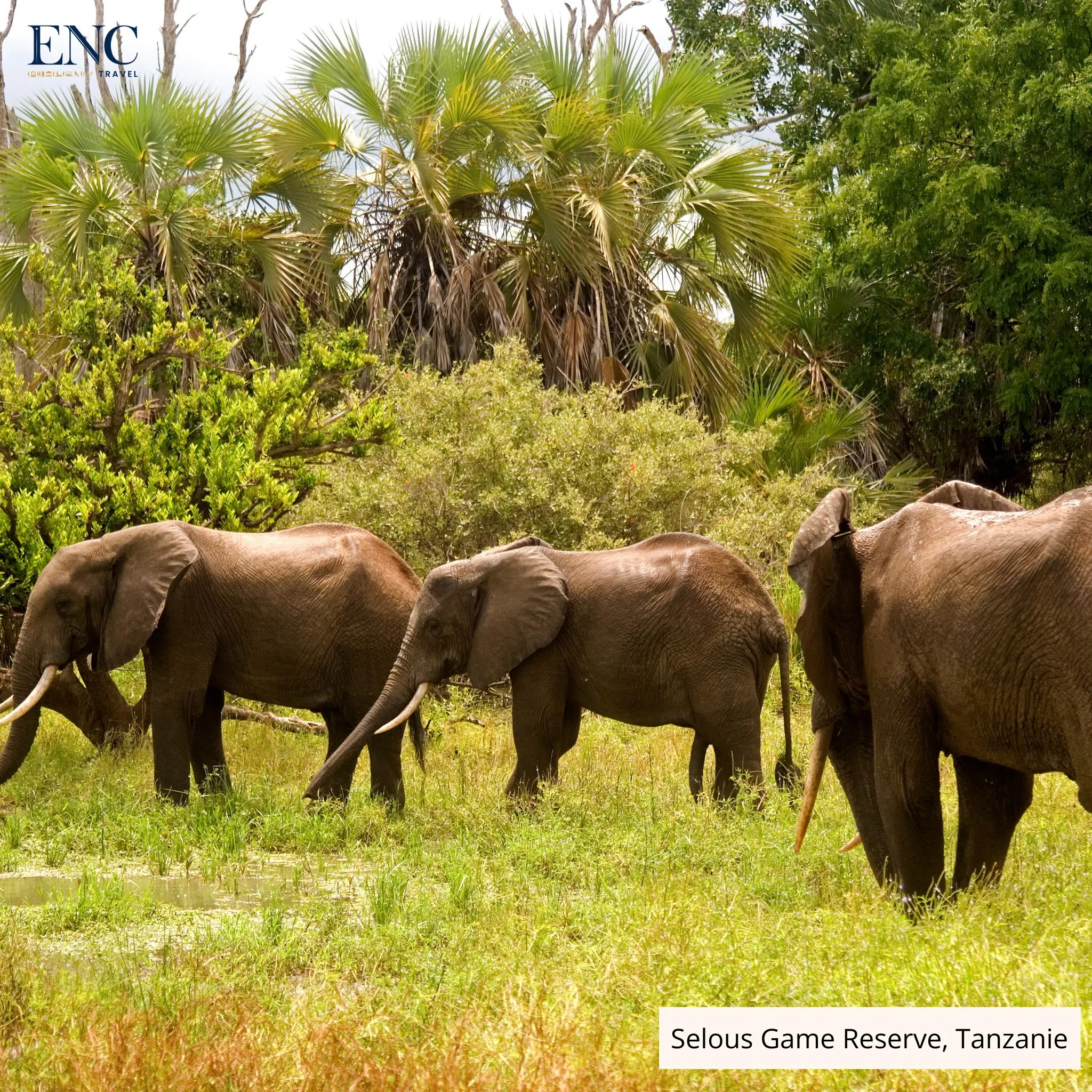 selous_game_reserve.jpg