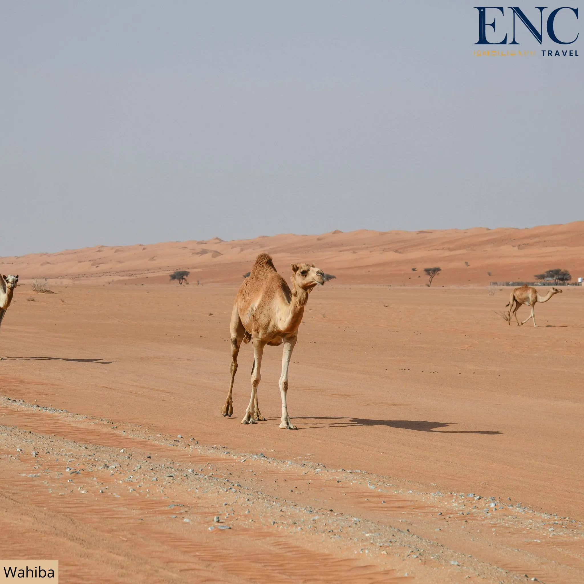 oman_wahiba8(1).jpg