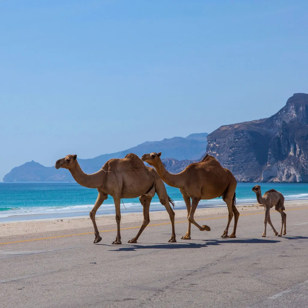 Evasion Royale : Du Hajar au Dhofar 15J/13N