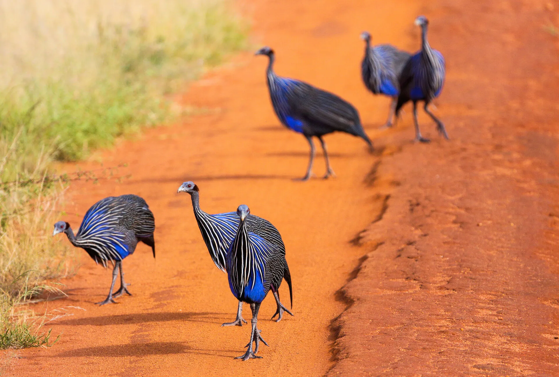 Tsavo_East_Acryllium_AdobeStock_135623604.jpeg