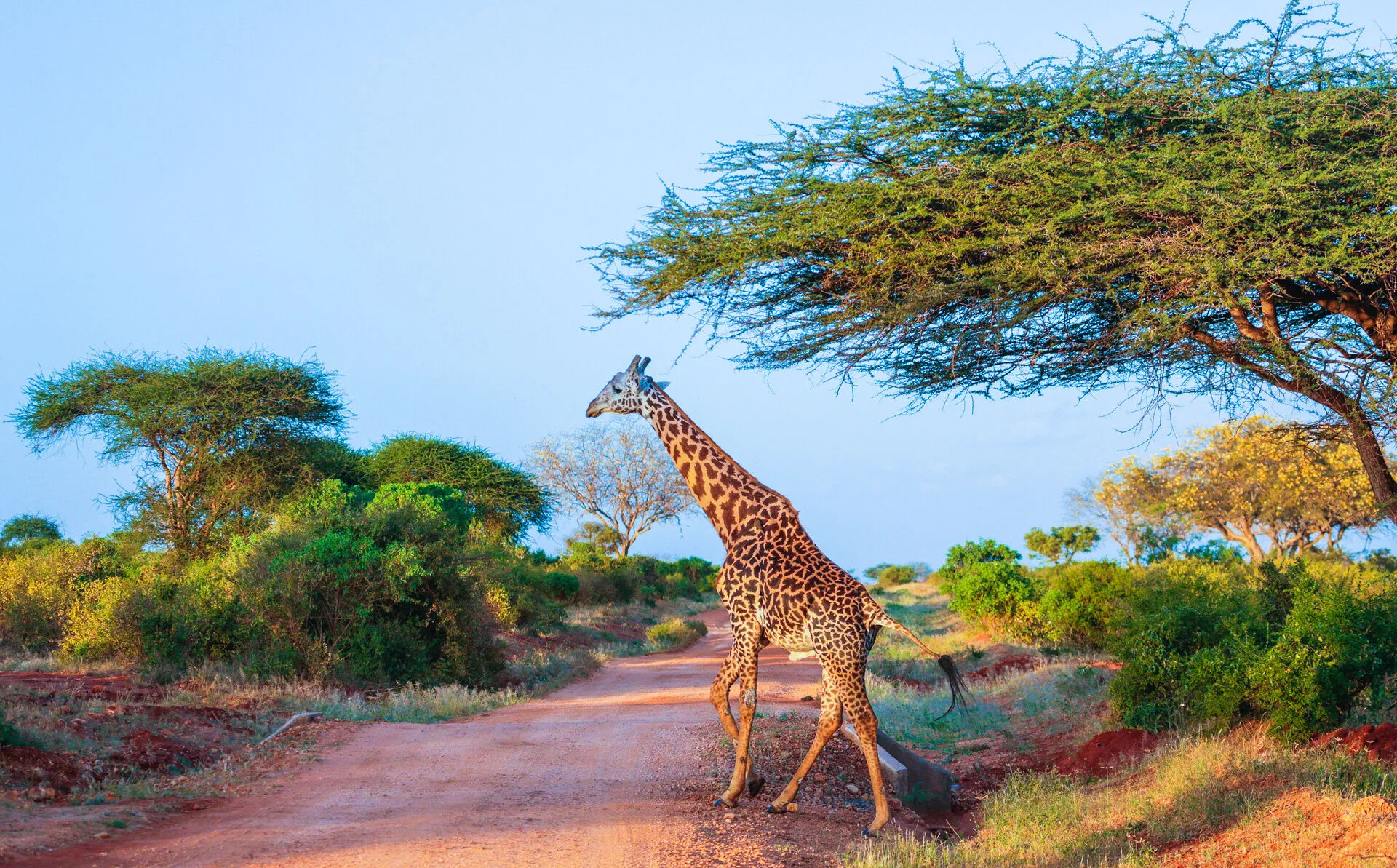 Tsavo_East_Jirafe_AdobeStock_135627987.jpeg